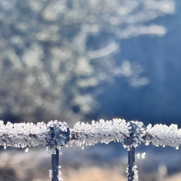 Fence with winter frost