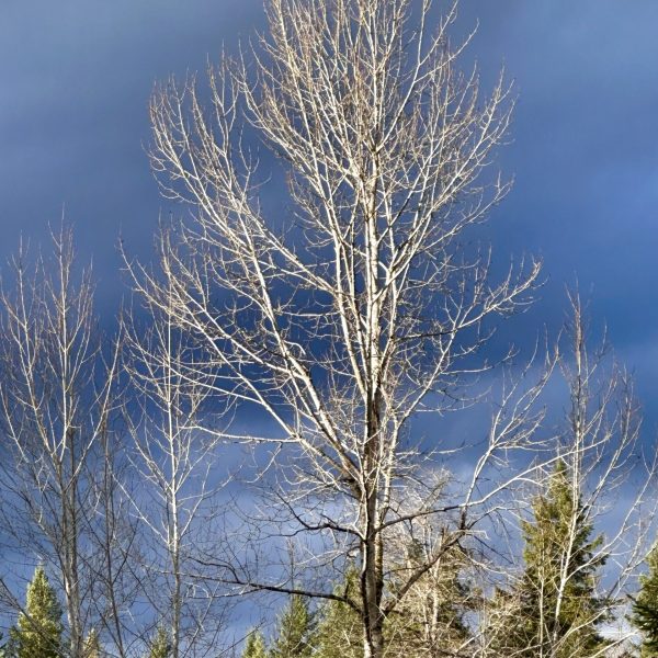 Winter Sky